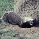 Illustration for article titled Monday Mustelid - Lyncodon patagonicus Edition
